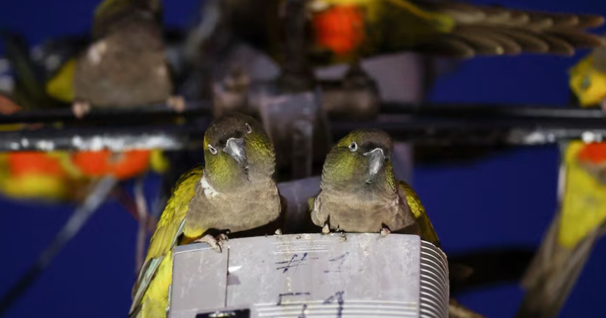 Argentine town battles a parrot invasion