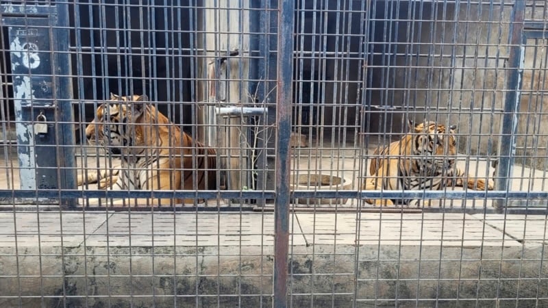 Dozens of zoo tigers die after contracting bird flu in southern Vietnam