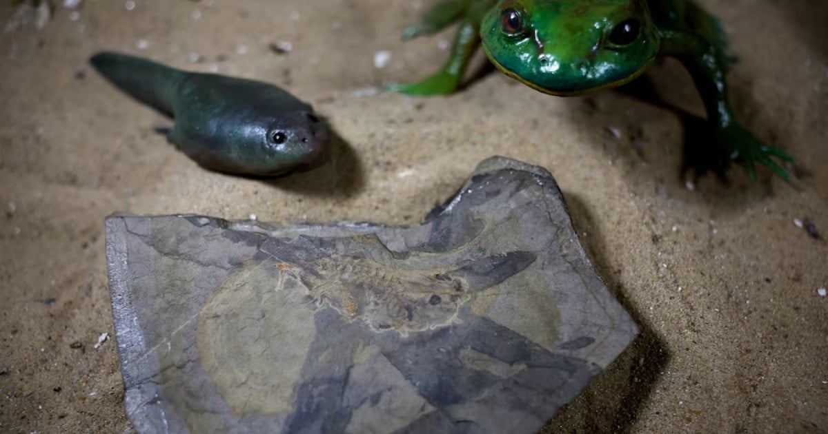 Scientists in Argentina unearth oldest tadpole, from dinosaur times