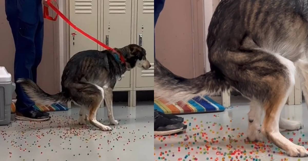 Taste the rainbow: Dog poops water beads after mistaking them for treats