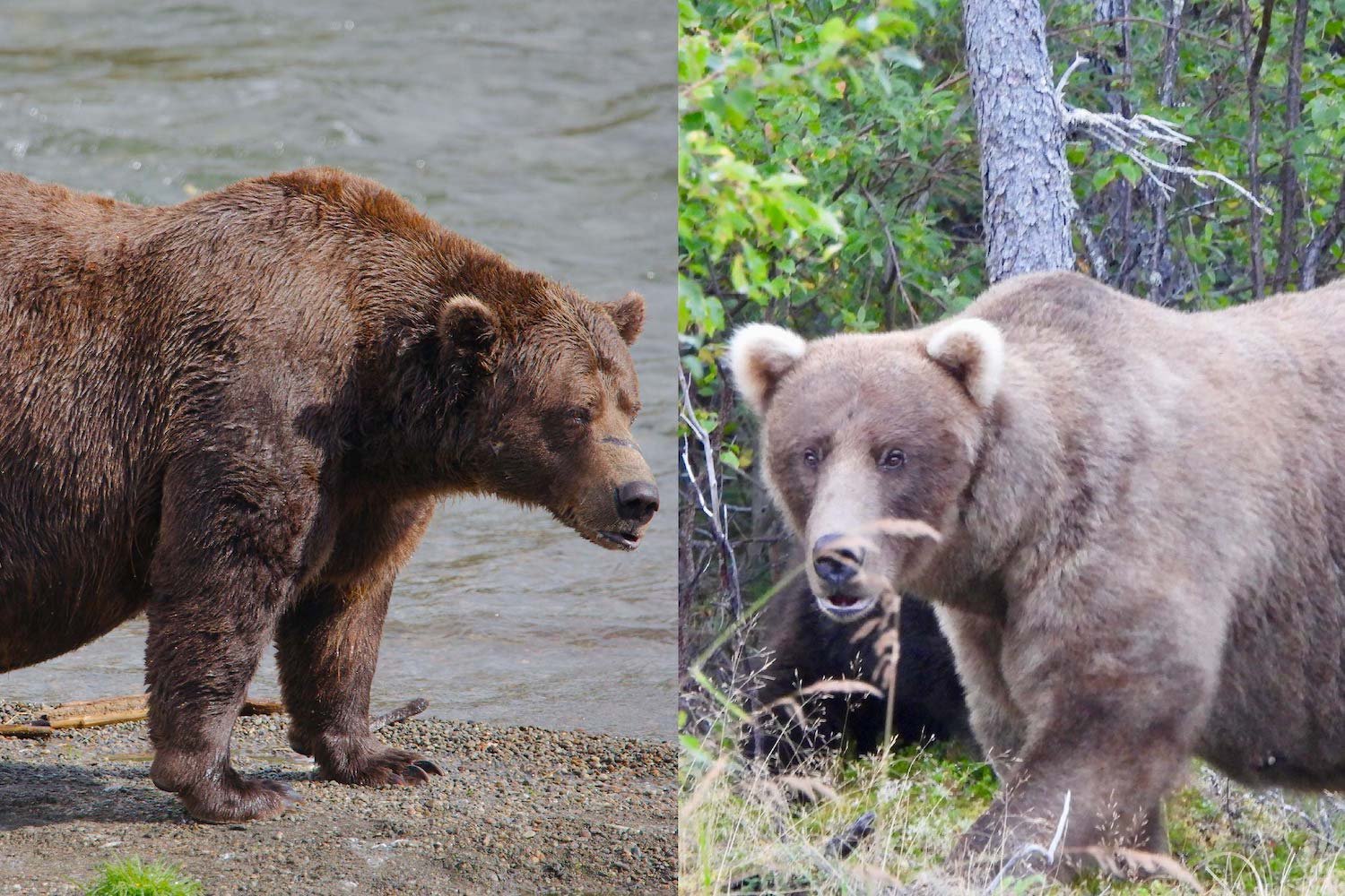 All Hail Grazer: Corpulent Queen Wins Fat Bear Week for Second Year in a Row