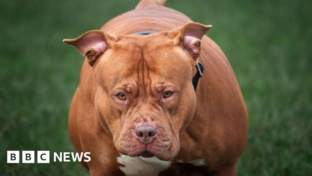 Police confirm dog that killed girl was XL bully