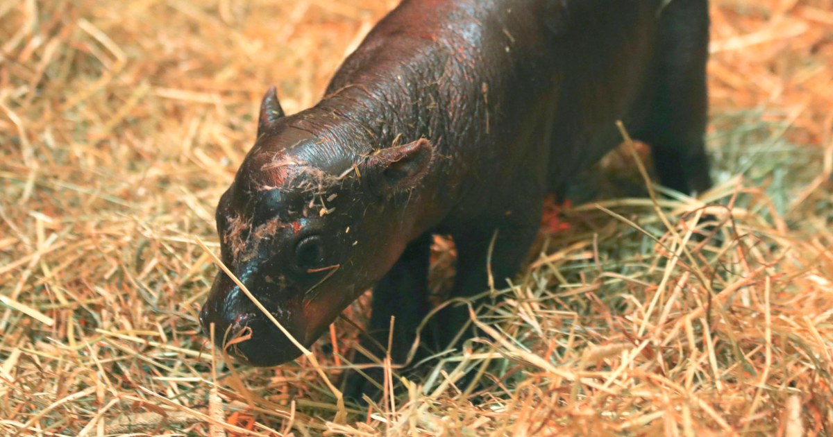 Moo-ve over Moo Deng: New baby hippo 'Haggis' challenges for the cuteness crown