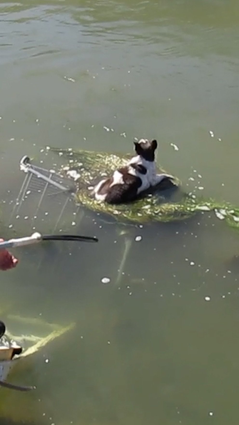 WATCH: Dog rescued after being found clinging to submerged shopping cart floating in canal