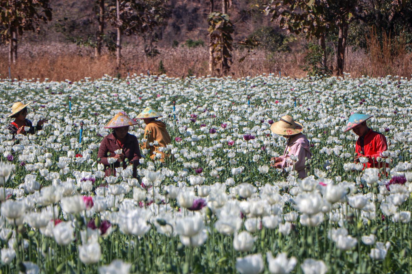 L’économie de la drogue dans le Triangle d’or ravivée par la crise birmane