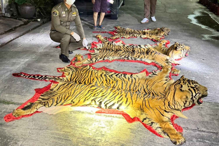 Man caught with Sumatran tiger carcasses outside Bangkok