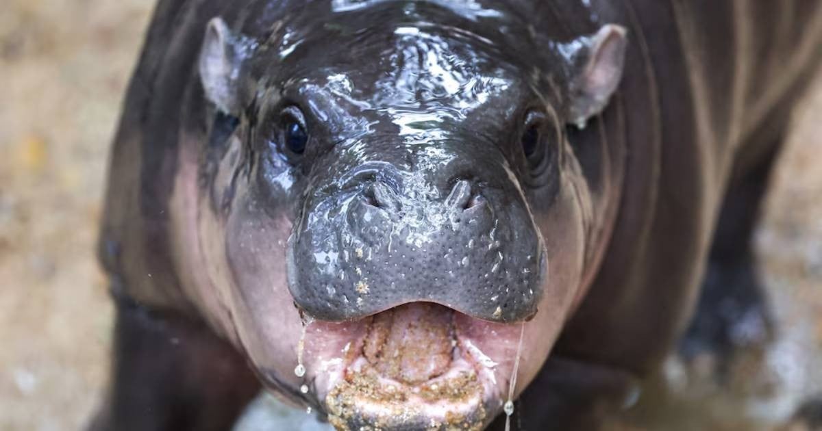 Daily roundup: Thai pygmy hippo Moo Deng gets theme song — and other top stories today