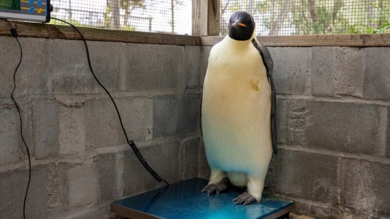 First emperor penguin known to reach Australia found on tourist beach