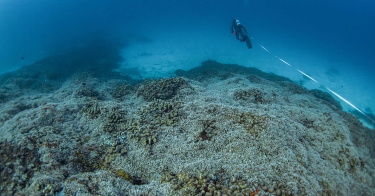 'It's extraordinary': Scientists discover world's largest coral grown over 3 centuries