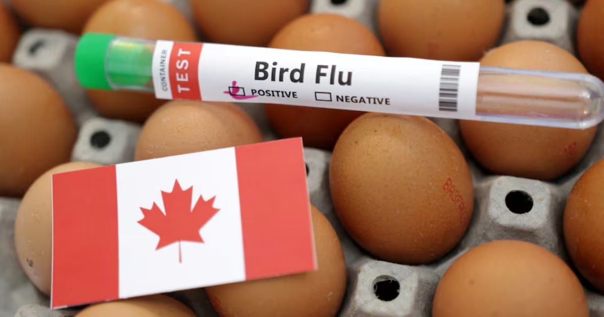 Teen in critical condition with Canada's first presumptive human case of bird flu