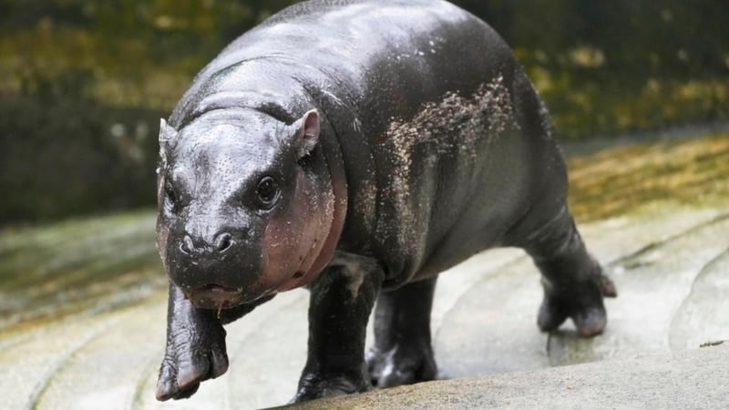 Thailand's baby pygmy hippo Moo Deng now has an official song in 4 languages