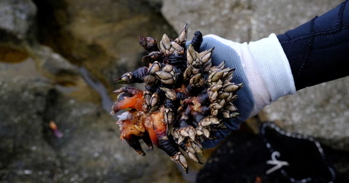 The barnacle, Spaniards' favourite Christmas dish, imperilled by climate change