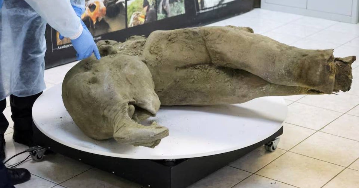 Young mammoth remains found nearly intact in Siberian permafrost