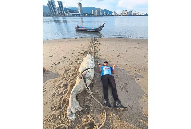 Dugong carcass a surprise find