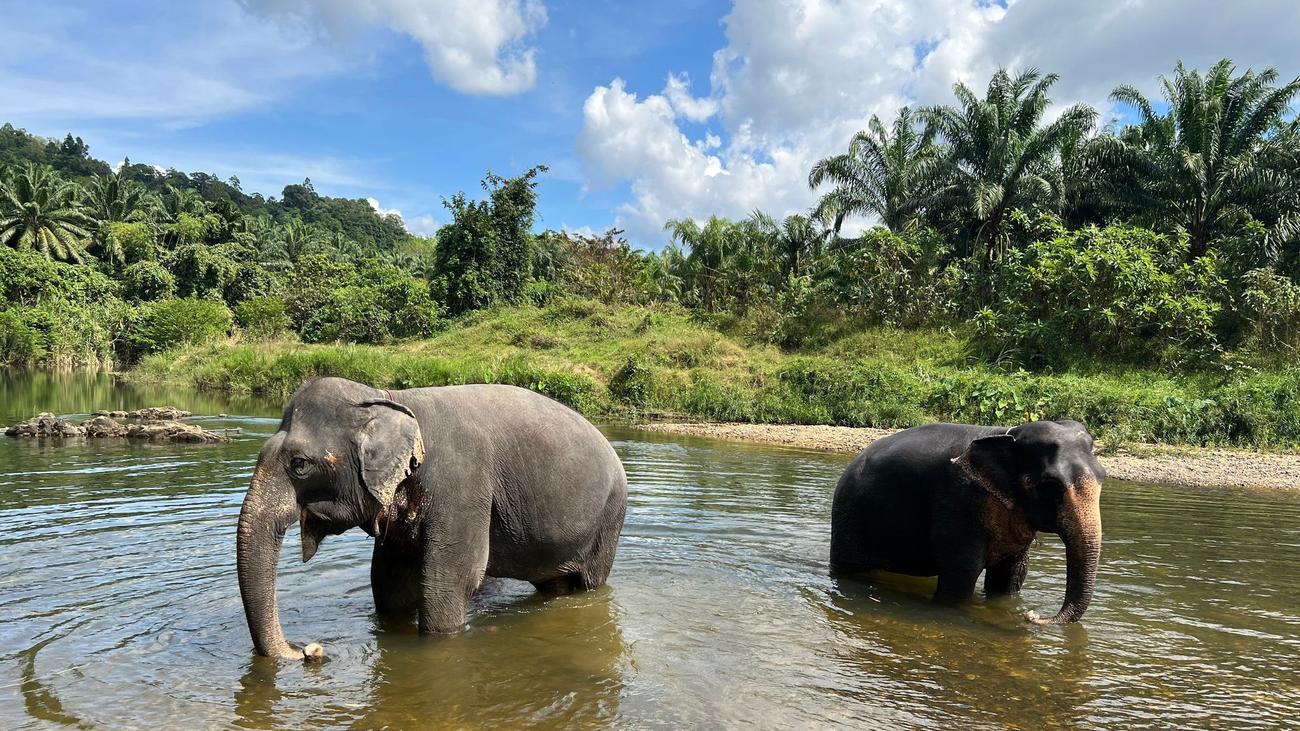 Tiere: Verhütungsspritze für Elefanten in Thailand