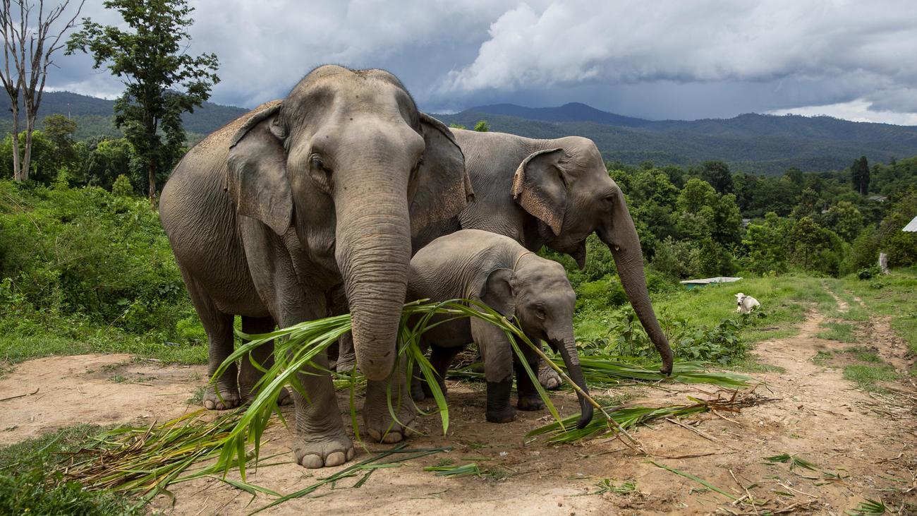 Elefanten: Verhütungsspritze für Elefanten in Thailand