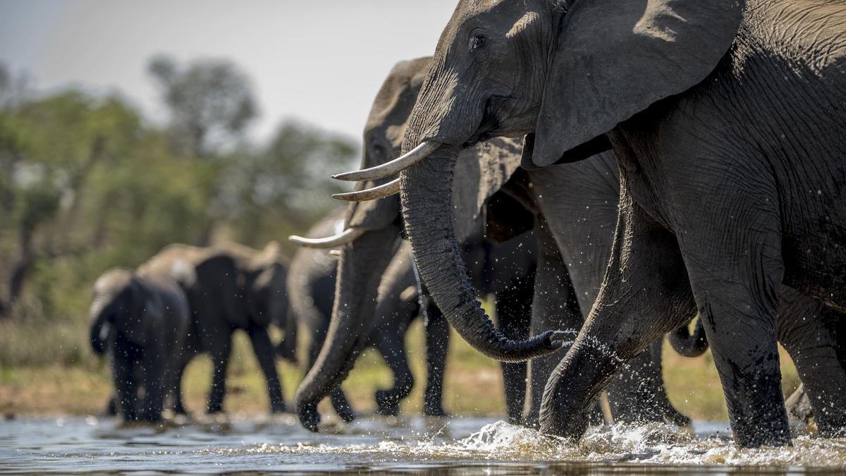 Muere una turista española atacada por un elefante en Tailandia