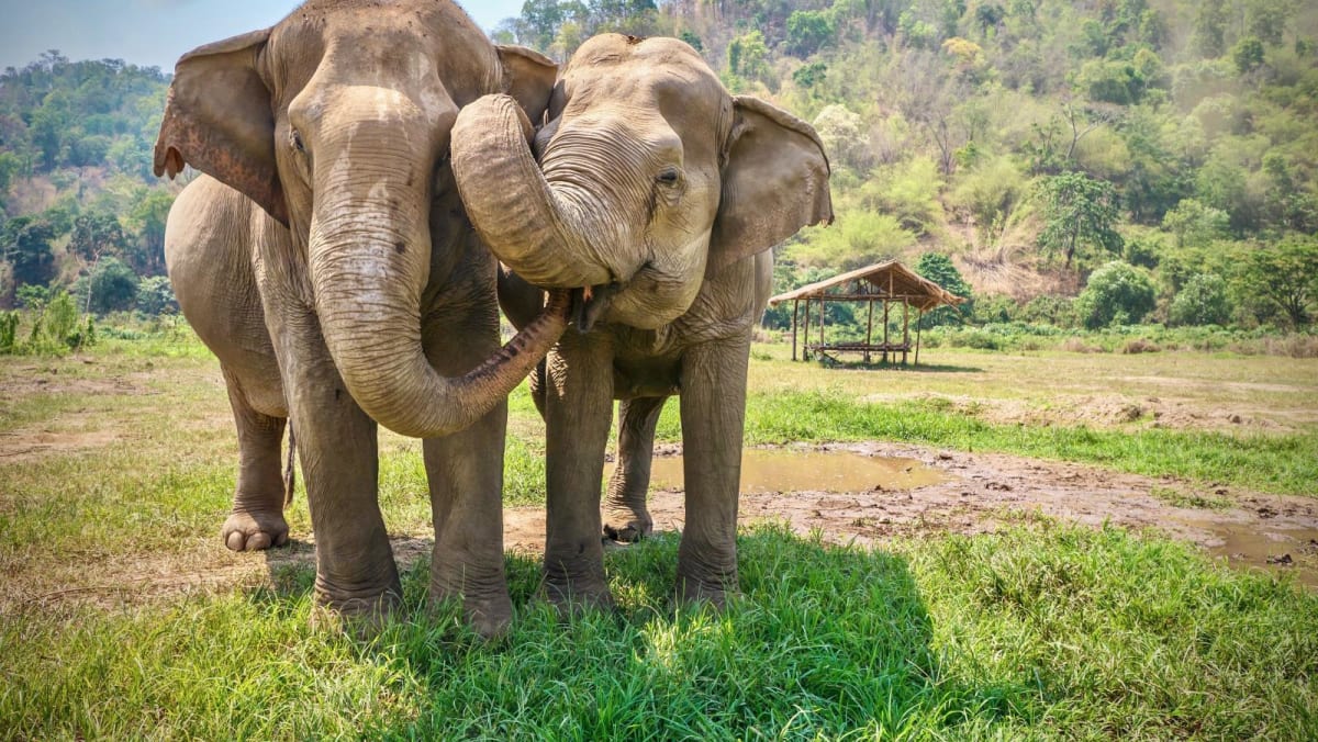 Spanish tourist killed by ‘panic-stricken’ elephant at Thai sanctuary