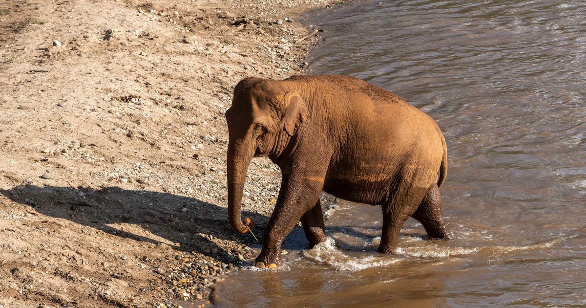 Tourist killed by elephant while she was bathing animal at sanctuary