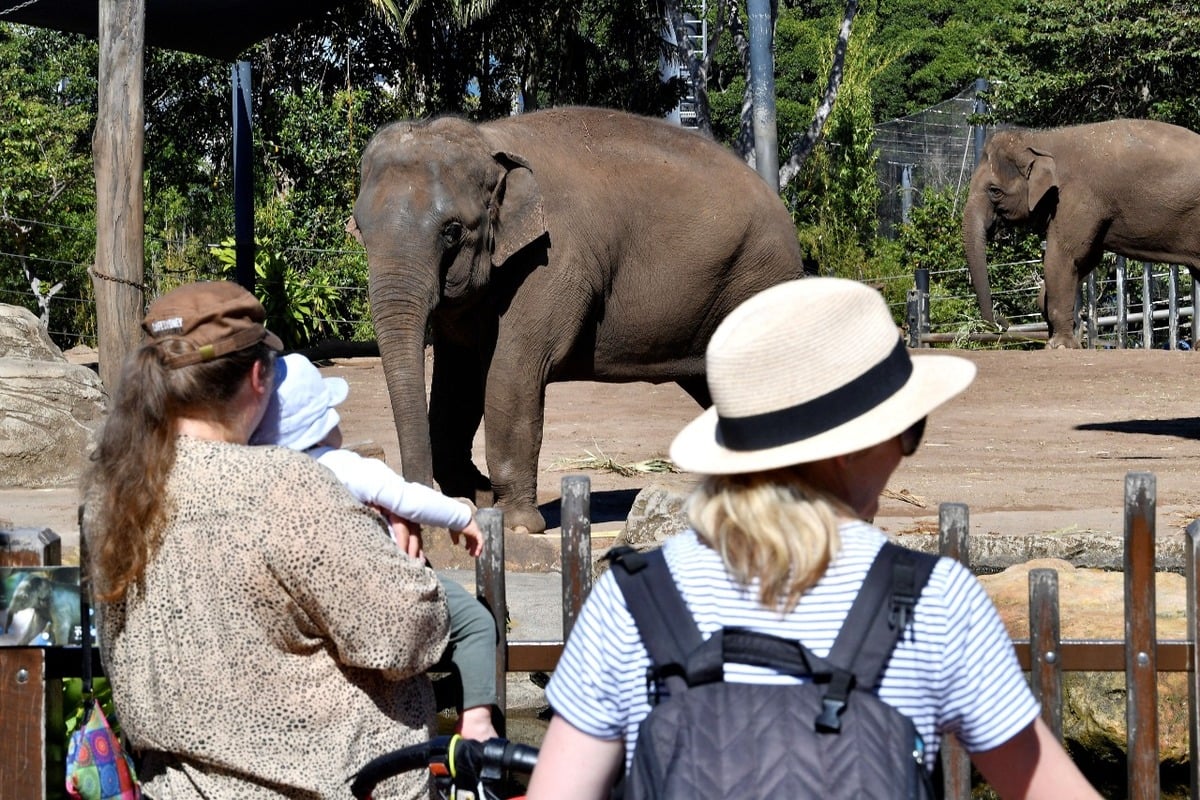 Elefante mata a turista española de 23 años que lo bañaba en santuario de Tailandia