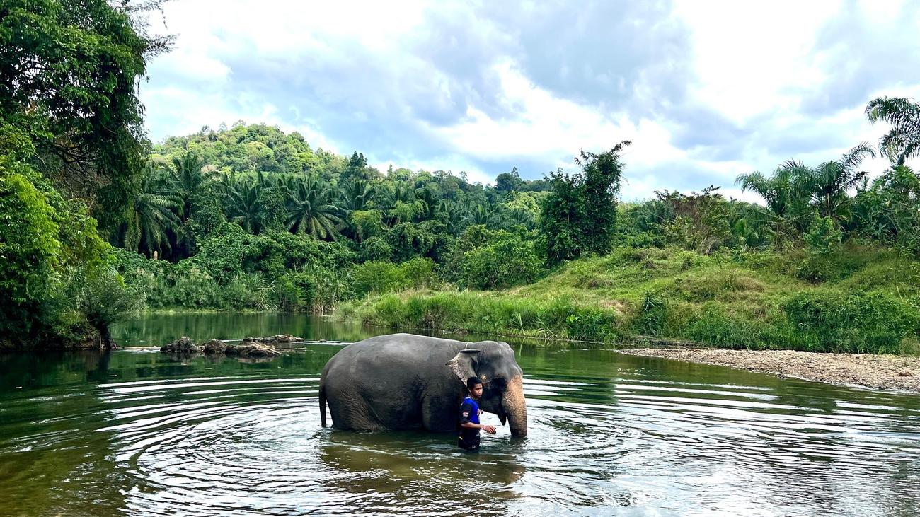 Unglück in Thailand: Touristin getötet: Tierschützer kritisieren Elefantencamps