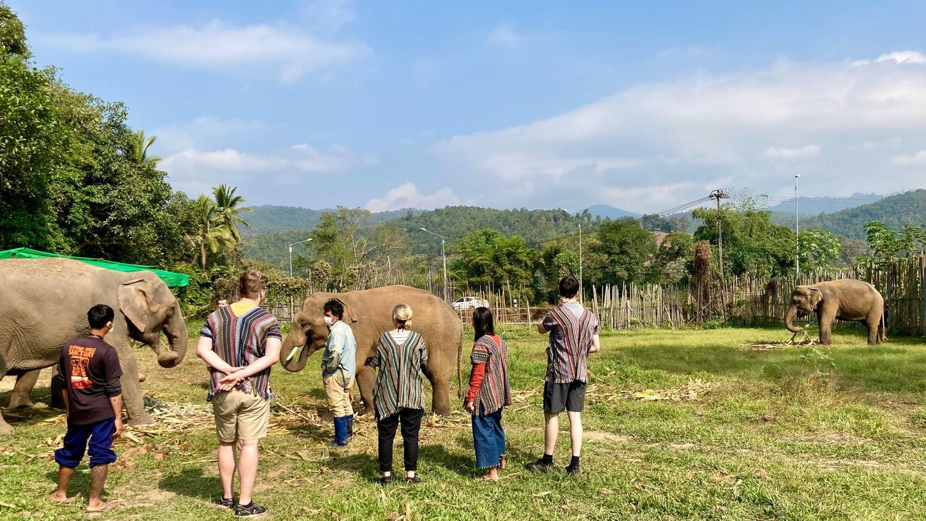 Unglück in Elefantencamp: Elefant tötet in Thailand spanische Touristin