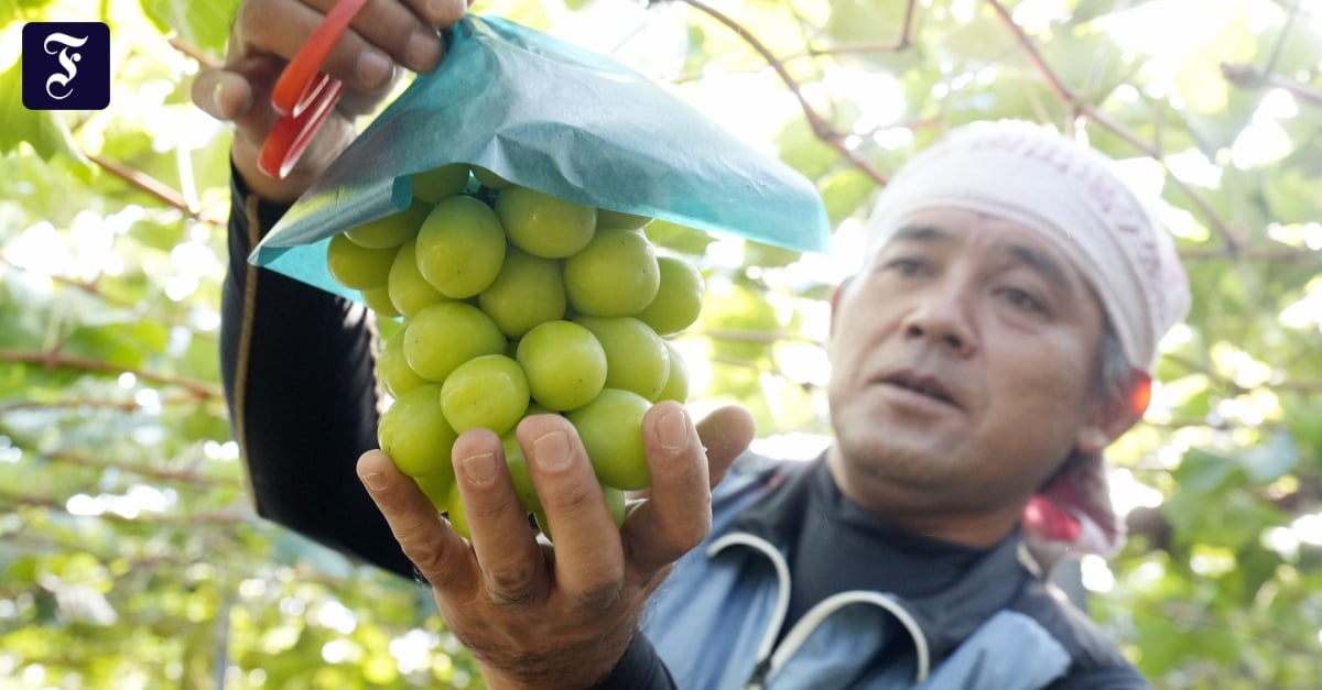 Shine-Muscat-Traube aus Japan: Sie glauben an diese Traube