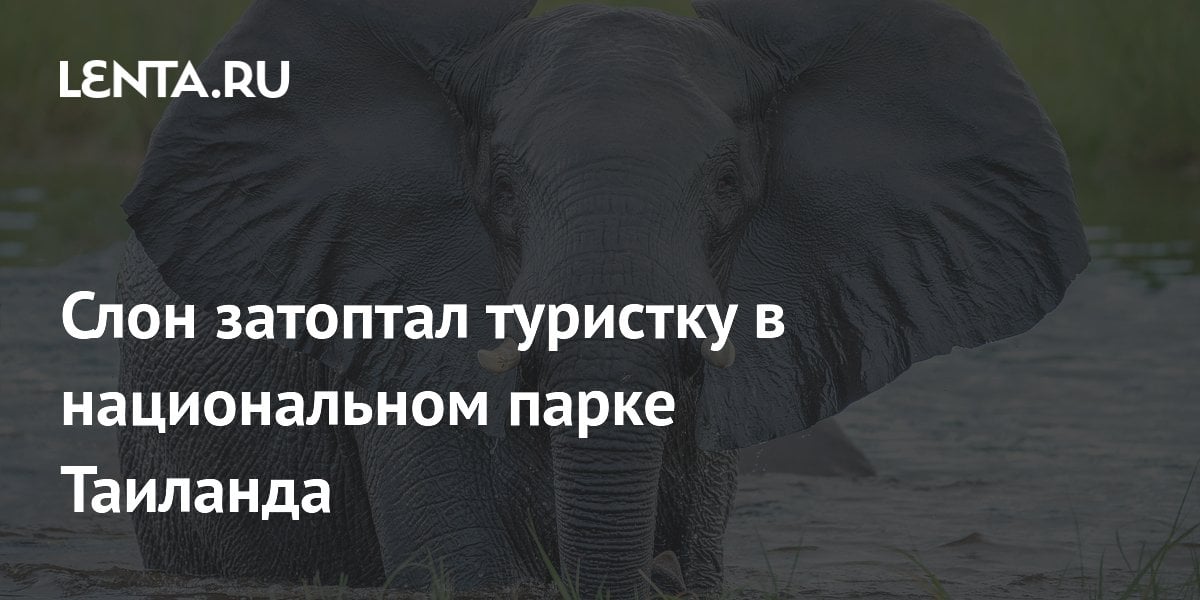 Слон затоптал туристку в национальном парке Таиланда