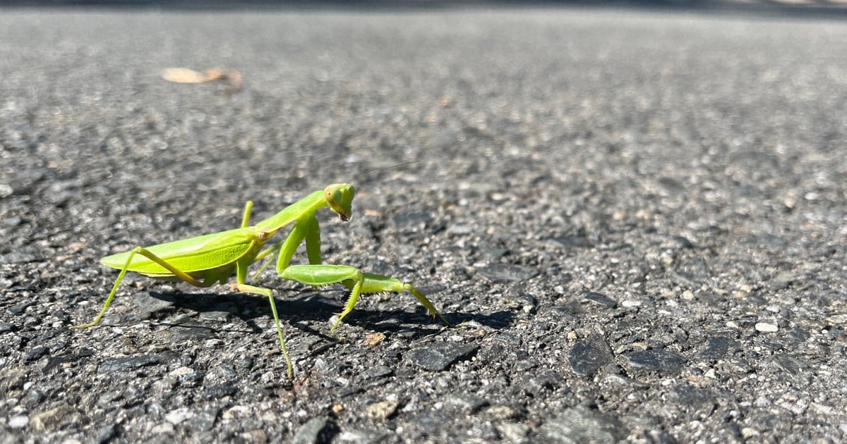 Parasitic worms 'manipulate' mantises onto asphalt roads, say researchers