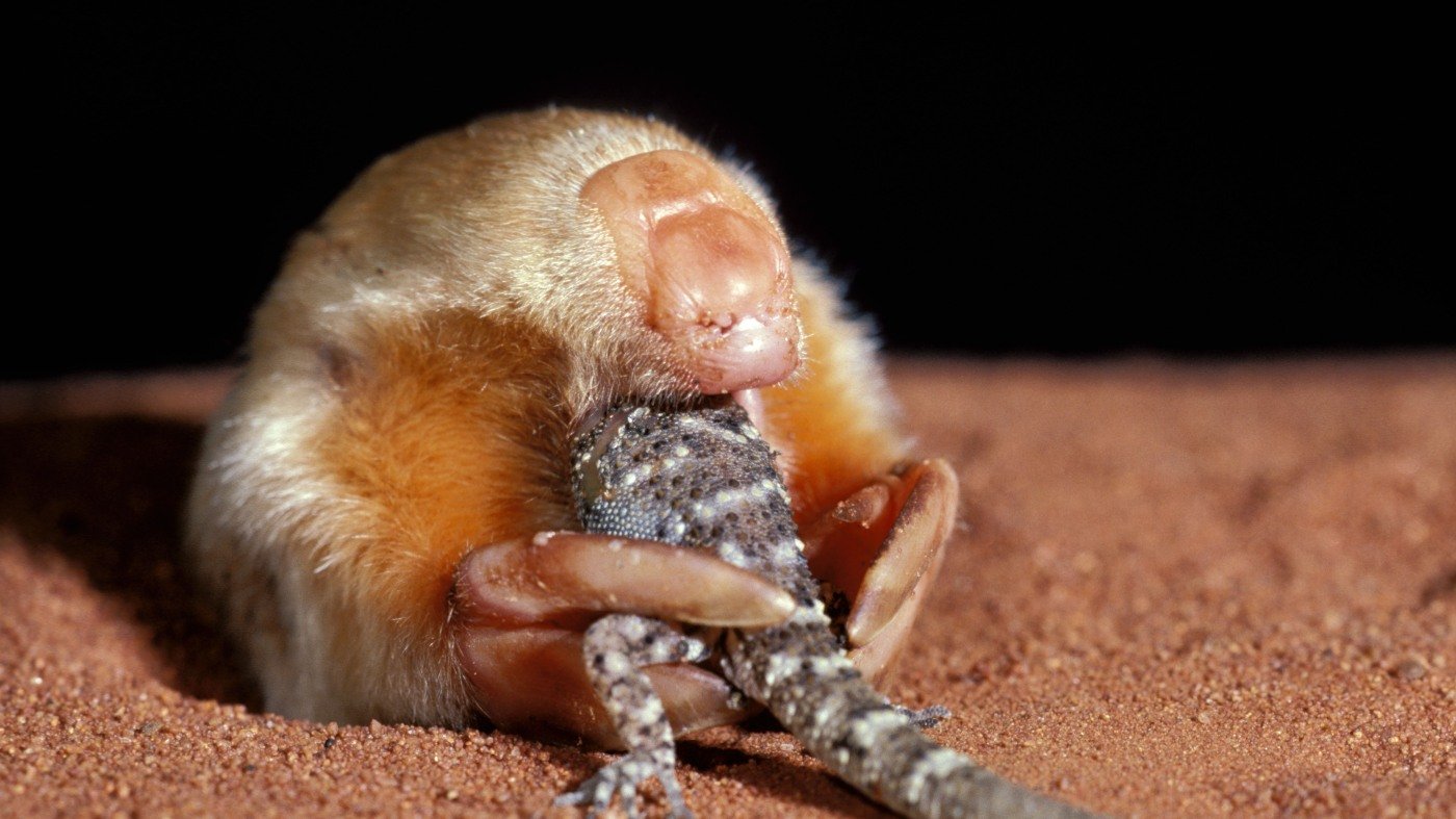 DNA reveals secrets of Australia's elusive marsupial mole