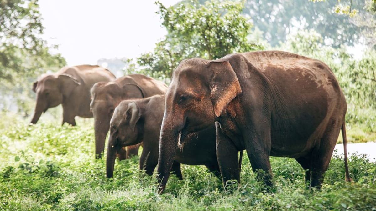 Should you participate in elephant tourism? Here’s what experts say.