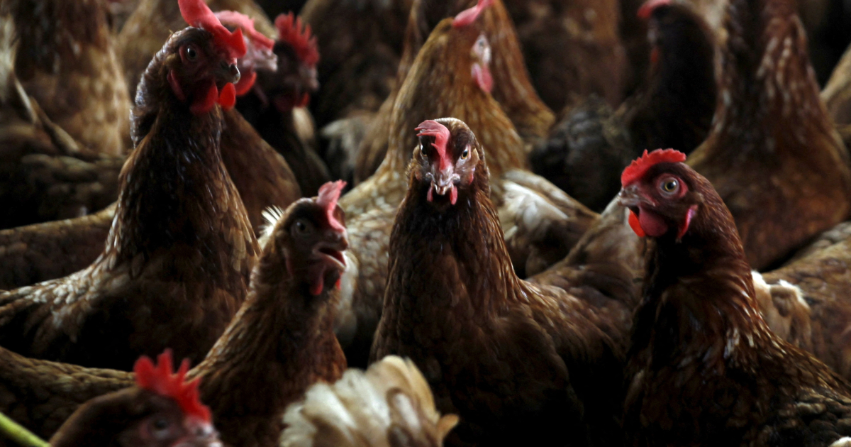 World animal health body urges tighter bird flu controls after US death